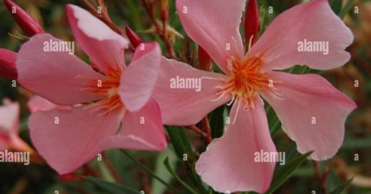 Are Oleanders Fragrant