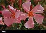 Are Oleanders Fragrant