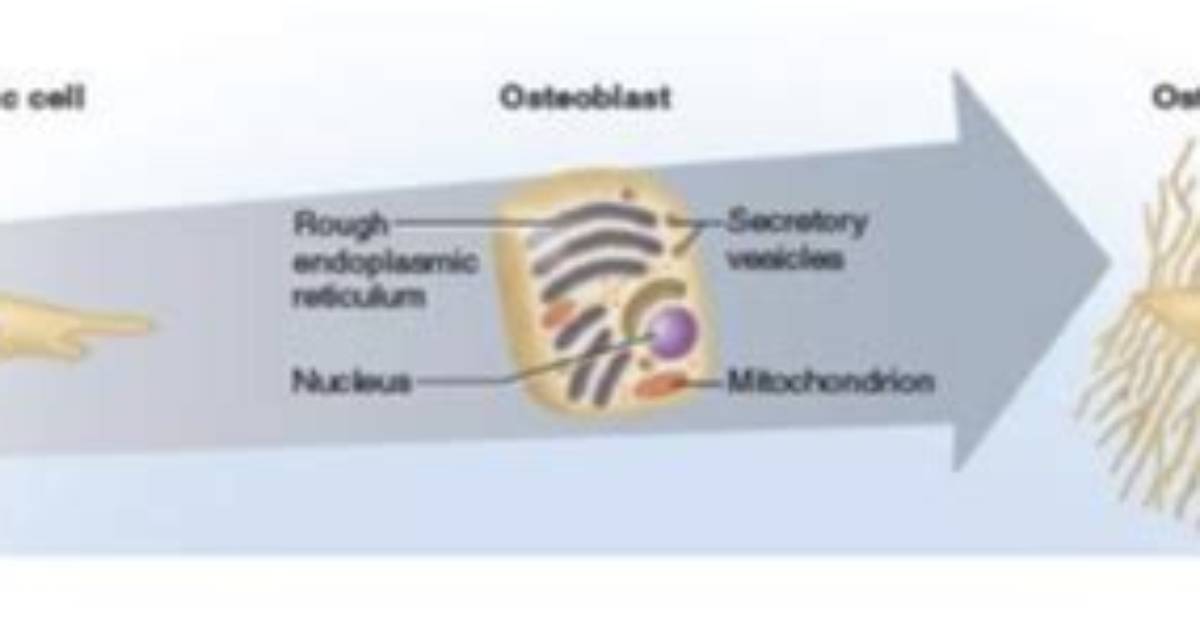 Are Osteoblasts Mitotically Active?