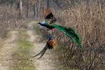 Are Peacocks Aggressive
