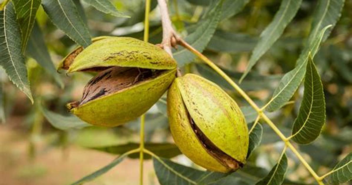 Are Pecans Tree Nuts