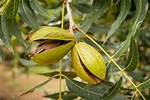 Are Pecans Tree Nuts