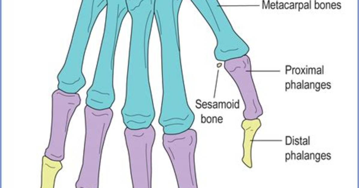 Are Phalanges Sesamoid Bones?