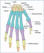 Are Phalanges Sesamoid Bones?