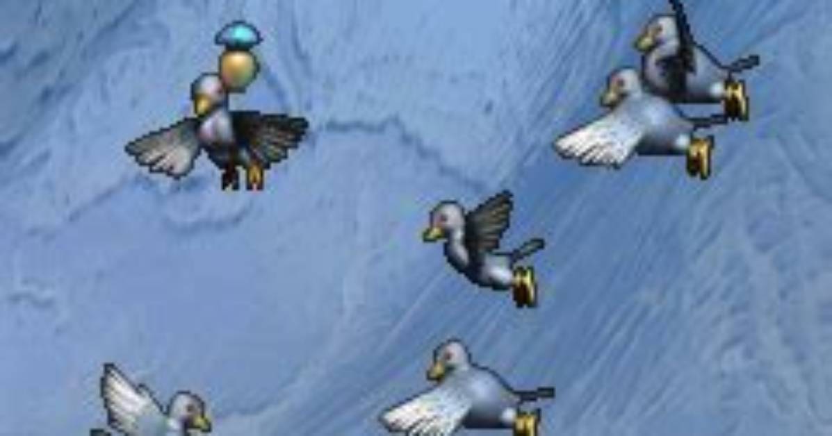 Are Pigeons Evolving