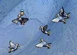 Are Pigeons Evolving