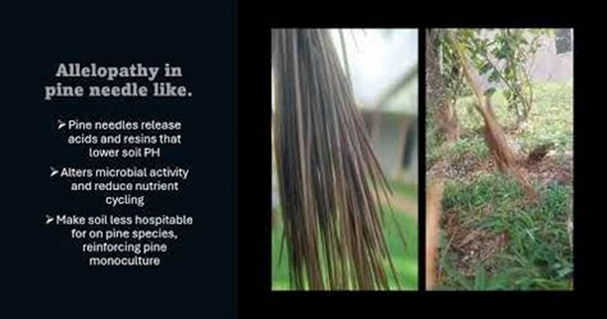 Are Pine Trees Allelopathic
