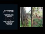 Are Pine Trees Allelopathic