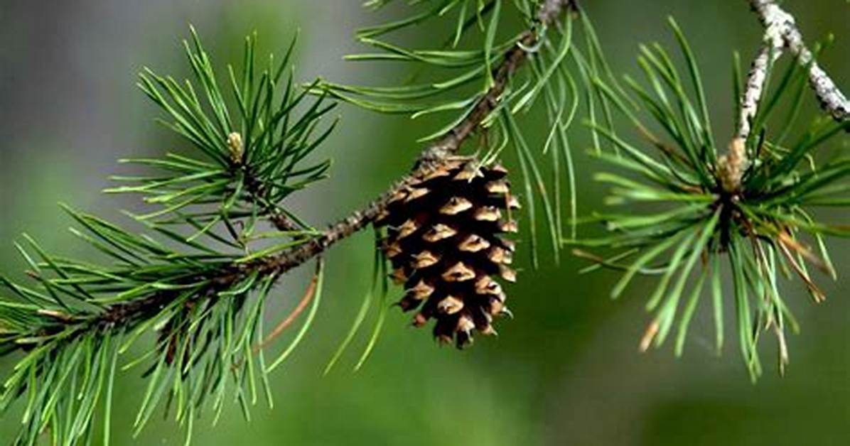 Are Pine Trees Angiosperms?