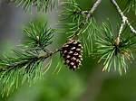Are Pine Trees Angiosperms?