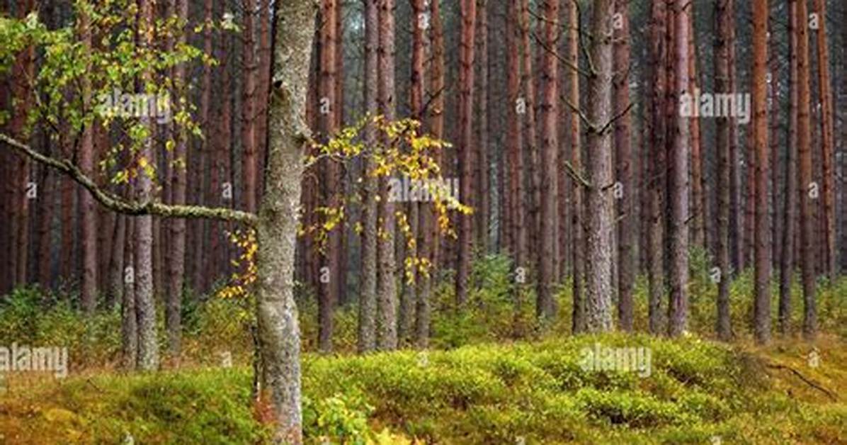 Are Pine Trees Deciduous?