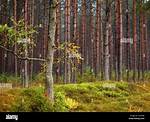 Are Pine Trees Deciduous?