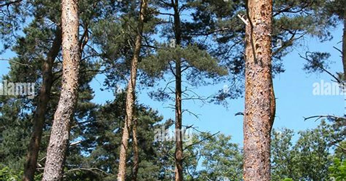 Are Pine Trees Foliage