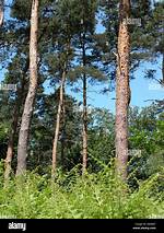 Are Pine Trees Foliage