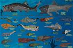 Are Placoderms Carnivores