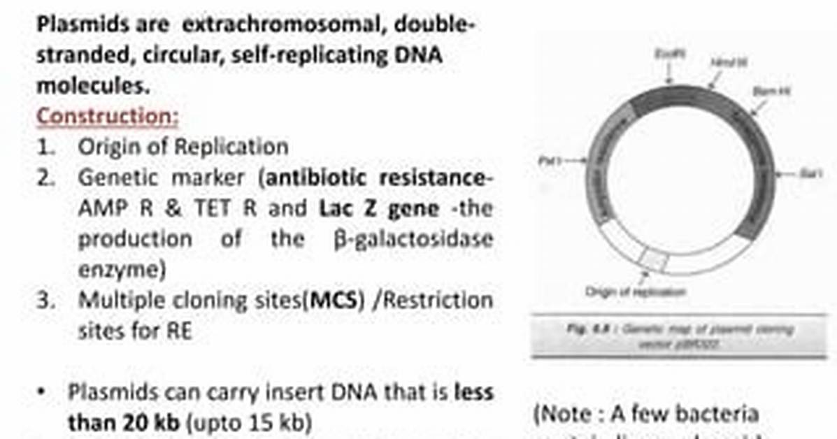 Are Plasmids Double Stranded?