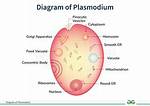 Are Plasmodium Single Cell?