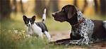 Are Pointers Good with Cats?