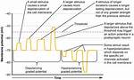 Are Postsynaptic Potentials Graded?