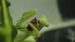 Are Praying Mantis Carnivores?