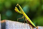 Are Praying Mantis Good?
