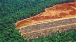Are Rainforests Being Replanted?