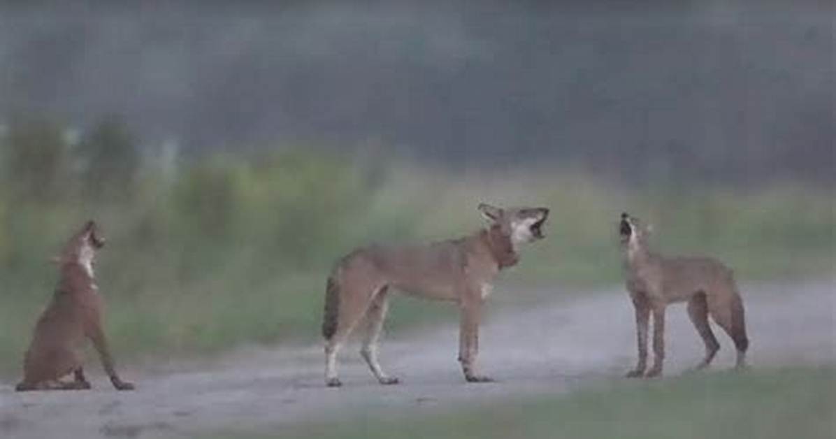 Are Red Wolves Extinct?