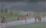 Are Red Wolves Extinct?