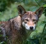 Are Red Wolves Red?