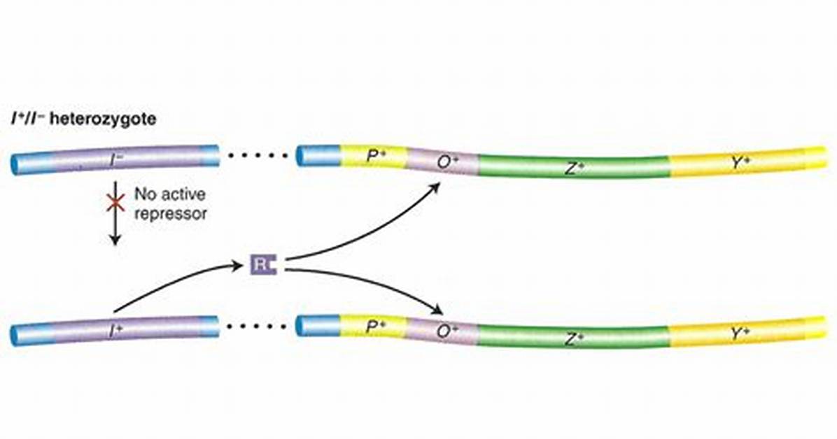 Are Repressor Trans Acting?