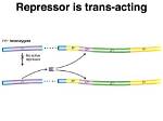 Are Repressor Trans Acting?