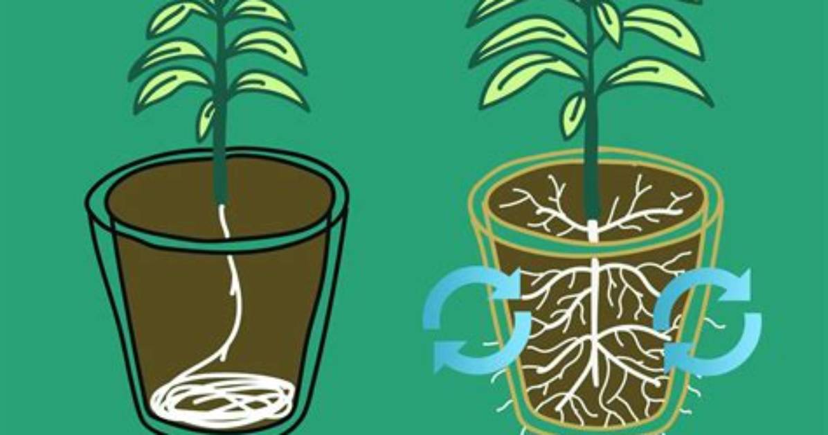 Are Roots Ethically Made