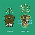 Are Roots Ethically Made