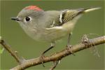 Are Ruby-Crowned Kinglet Monogamous?