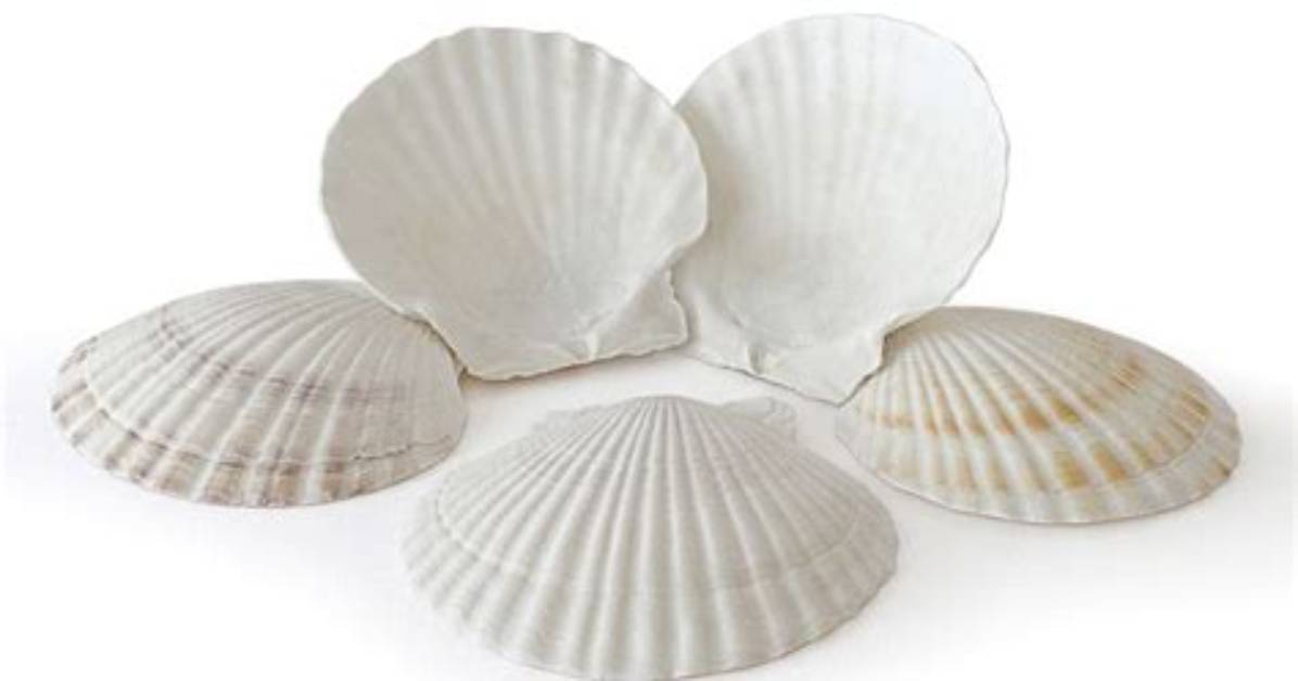 Are Scallop Shells Compostable?