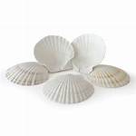 Are Scallop Shells Compostable?