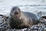Are Seals Friendly