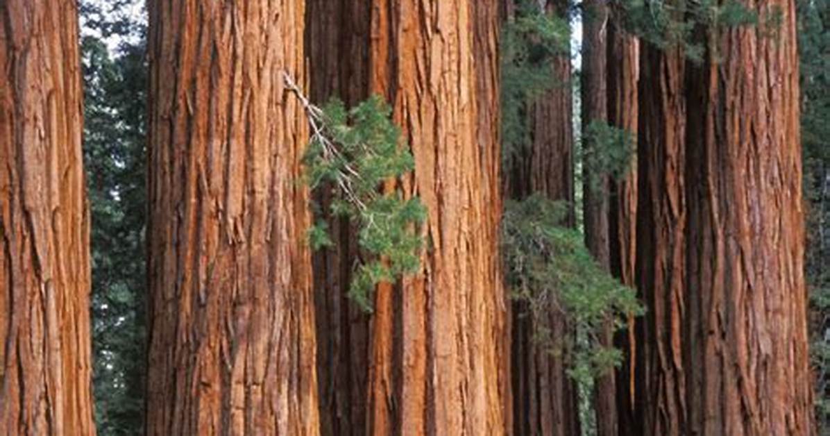 Are Sequoias Pine Trees