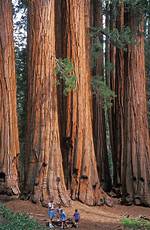 Are Sequoias Pine Trees