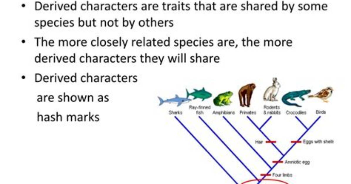 Are Shared Derived Characters?