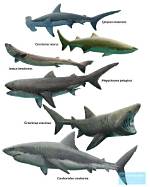 Are Sharks Still Evolving?