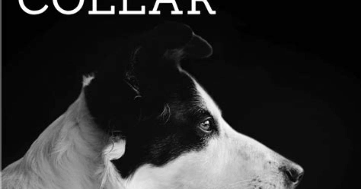 Are Shock Collars Harmful