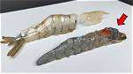 Are Shrimp Bugs