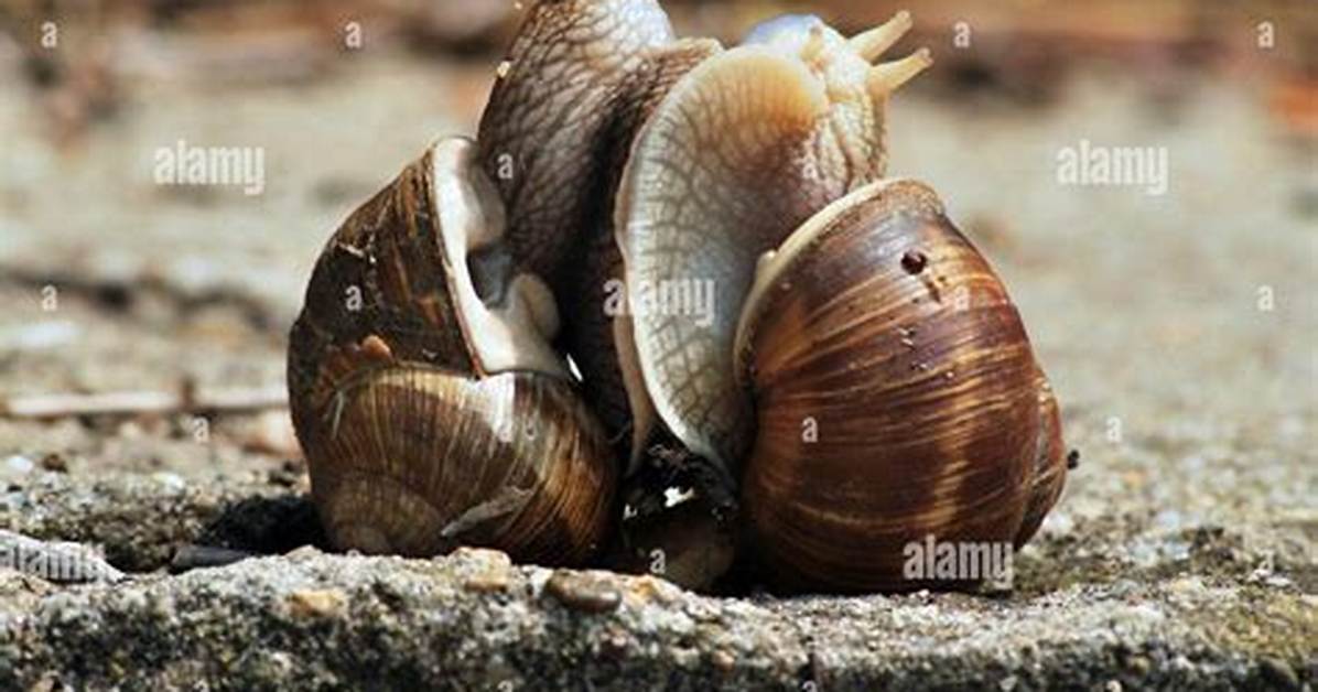 Are Snails Asexual