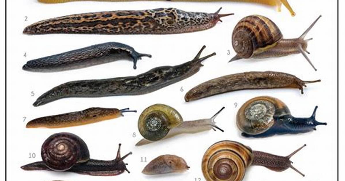 Are Snails Bugs