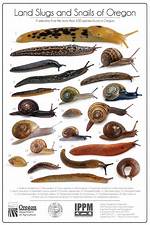 Are Snails Bugs