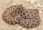Are Snakes Smart