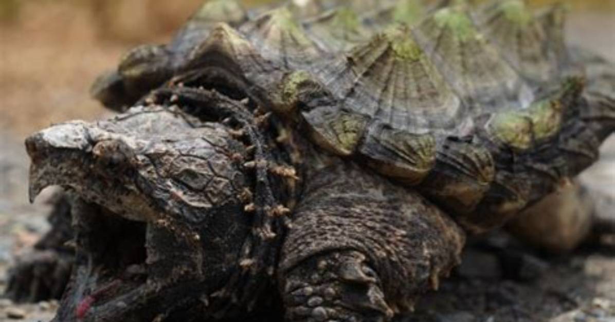 Are Snapping Turtles Aggressive?