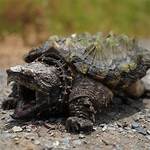 Are Snapping Turtles Aggressive?