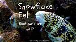 Are Snowflake Eels Reef Safe?